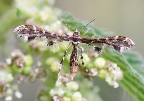 Capperia sp.